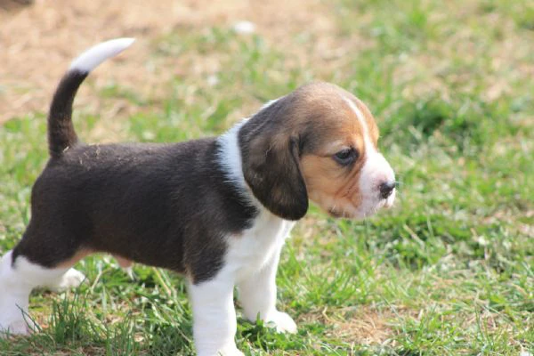 dolci cuccioli di beagle maschi e femmine