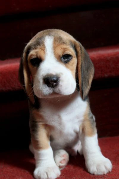 cuccioli di beagle | Foto 0