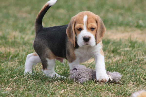 cuccioli di beagle