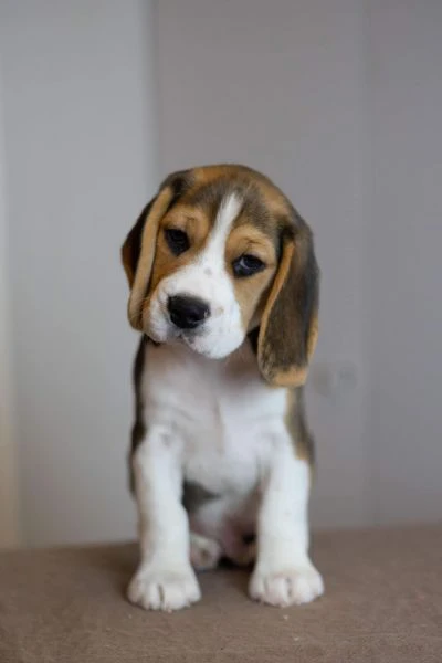 due cuccioli di beagle | Foto 0