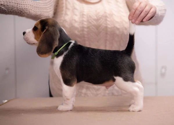 due cuccioli di beagle