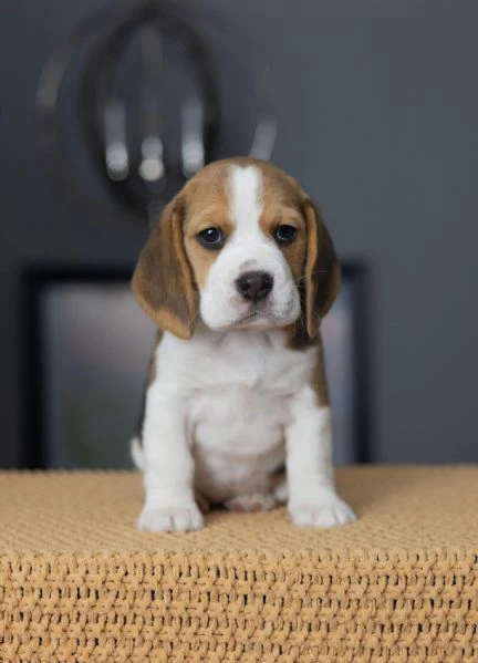 beagle, maschi e femmine