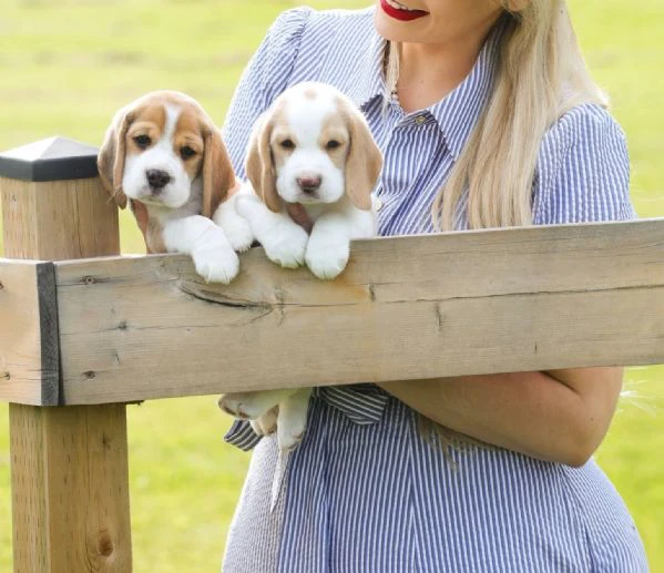 cuccioli di beagle