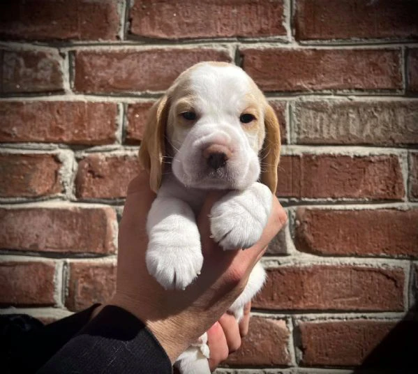 cucciolate di beagle | Foto 0