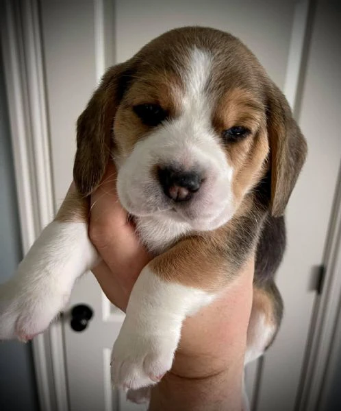 cucciolate di beagle