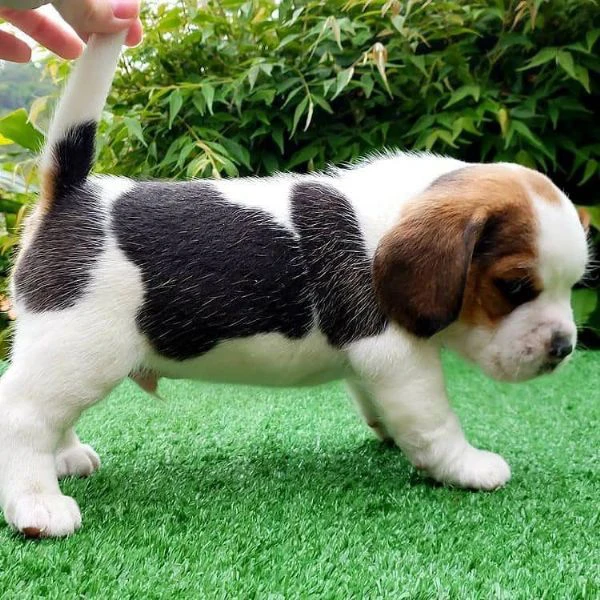 cuccioli di beagle !! | Foto 0