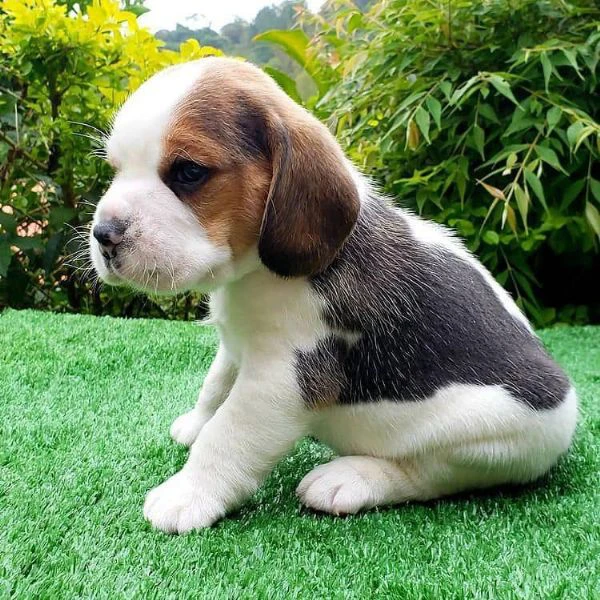 cuccioli di beagle !!