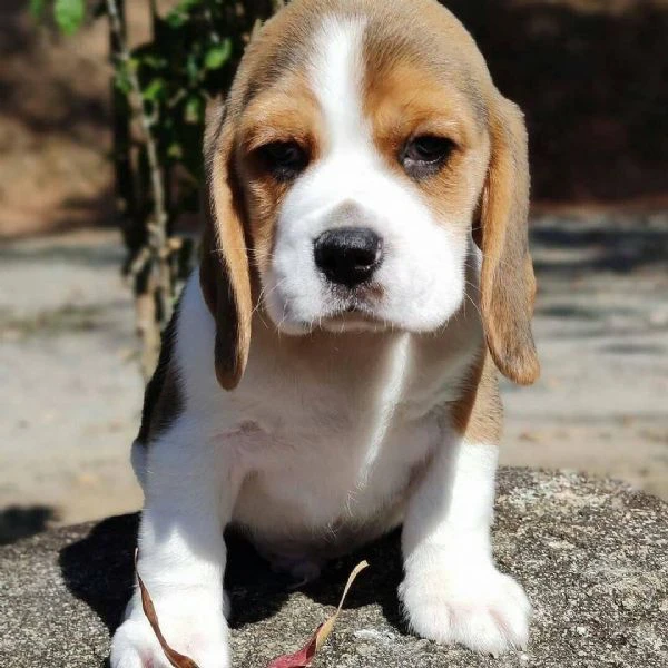 dolci cuccioli di beagle maschi e femmine!!