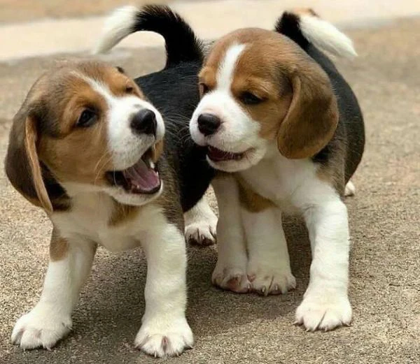 dolci cuccioli di beagle maschi e femmine!! | Foto 0