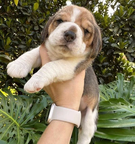 cuccioli di beagle!! | Foto 0