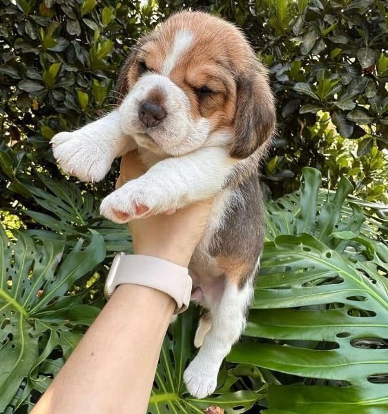 cuccioli di beagle!!