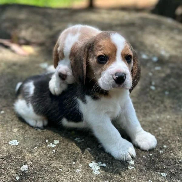 due cuccioli di beagle!! | Foto 0