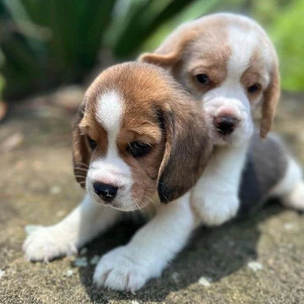 due cuccioli di beagle!!