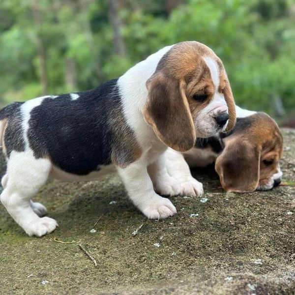 beagle, maschi e femmine!! | Foto 0