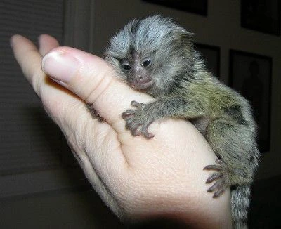 splendide scimsplendide scimmie marmoset da ditomie marmoset da dito