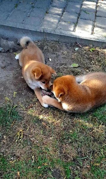 shiba inu cuccioli 