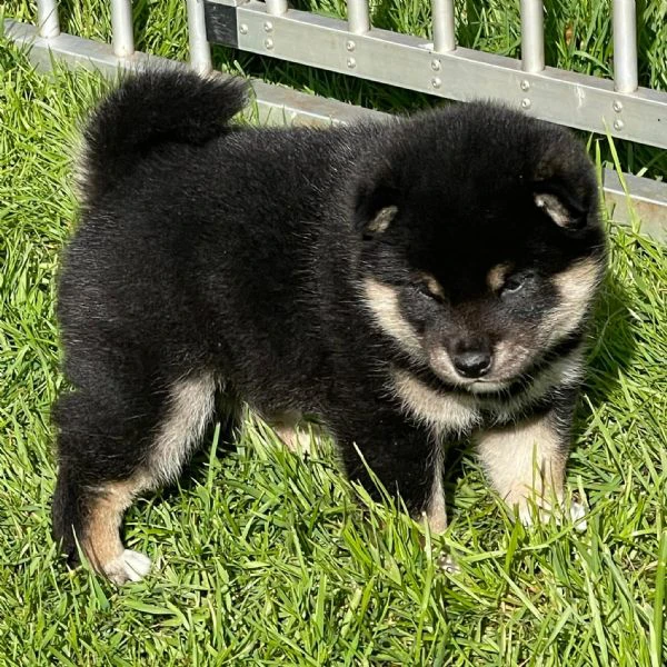 cuccioli di shiba inu | Foto 0