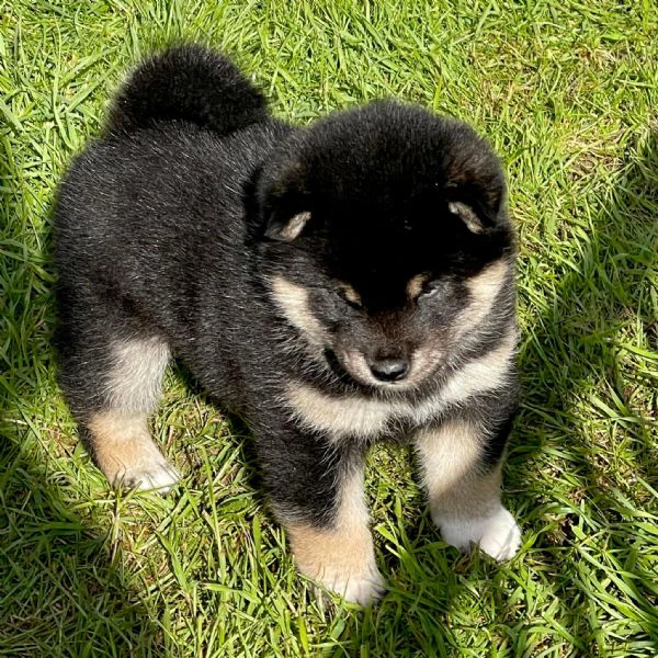 cuccioli di shiba inu