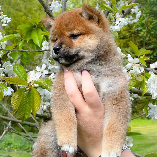 shiba inu maschio e femmina