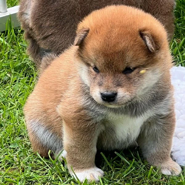 cuccioli di shiba inu