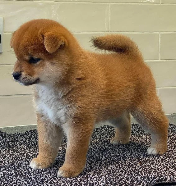 cuccioli di shiba inu!! | Foto 0