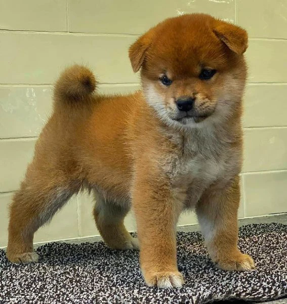 cuccioli di shiba inu!!