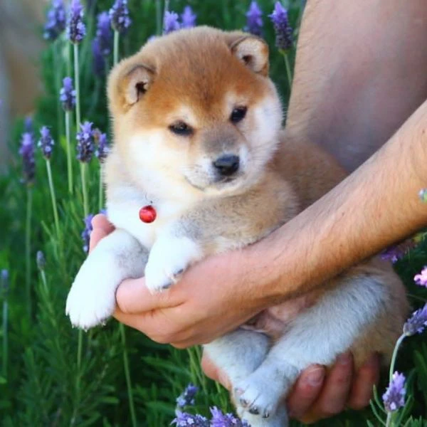 disponibili due cucciole shiba inu!!!