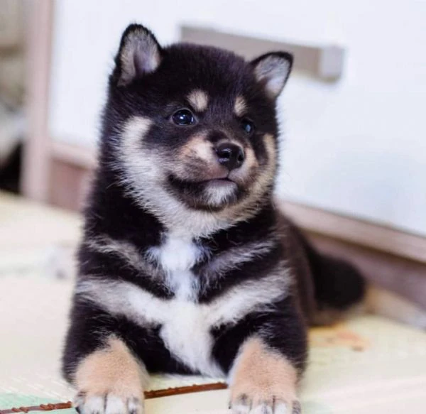 cuccioli di shiba inu!! | Foto 0