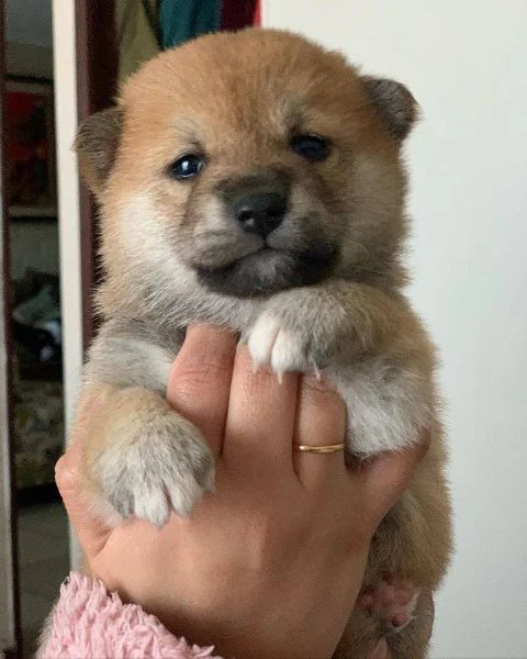 cuccioli di shiba inu!!