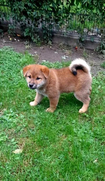 shiba inu maschio e femmina!!!