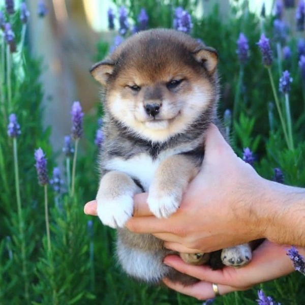 cuccioli di shiba inu!!!!cuccioli di shiba inu di tre mesi, i cuccioli sono in ottima salute e verra