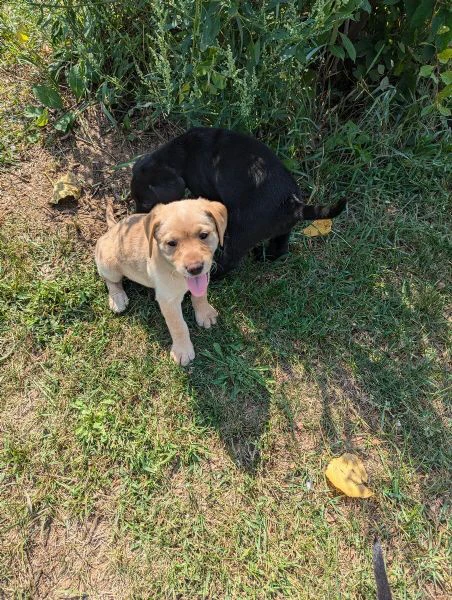 adorabili labrador retriever maschi e femmine. | Foto 2