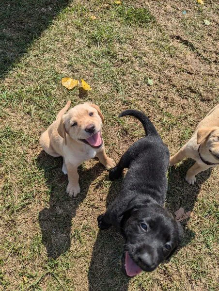 adorabili labrador retriever maschi e femmine. | Foto 0