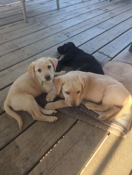 adorabili labrador retriever maschi e femmine.