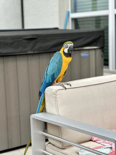 coppia di pappagalli ara blu e oro in adozione | Foto 2