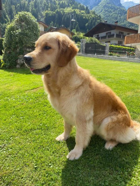 cuccioli golden retriever con pedigree | Foto 4