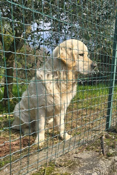 cuccioli golden retriever con pedigree | Foto 3