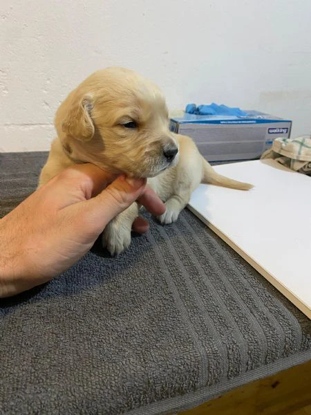 cuccioli maschi golden retriever con pedigree