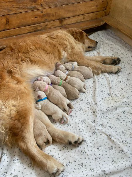 cuccioli golden retriever con pedigree