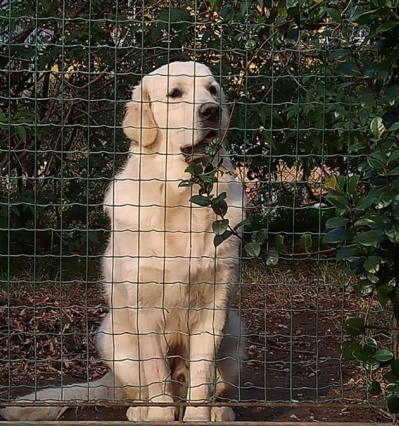 cuccioli golden retriever con pedigree | Foto 2