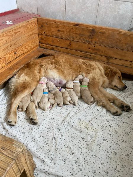 cuccioli golden retriever con pedigree | Foto 1