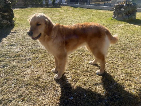 cuccioli golden retriever con pedigree | Foto 0