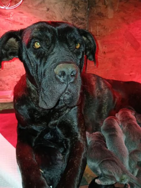 cuccioli cane corso