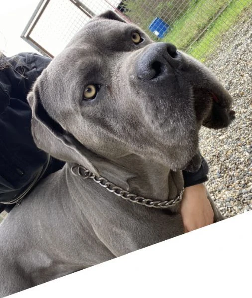 cuccioli cane corso | Foto 0