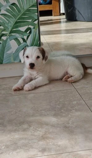 cuccioli di jack russell di razza pura a pelo corto e zampe corte