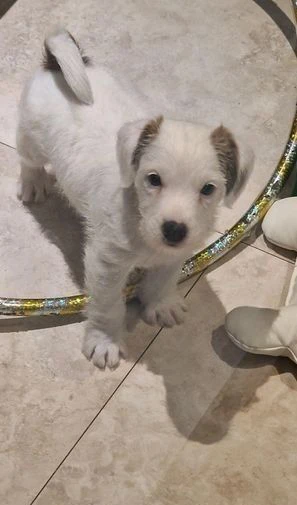 cuccioli di jack russell