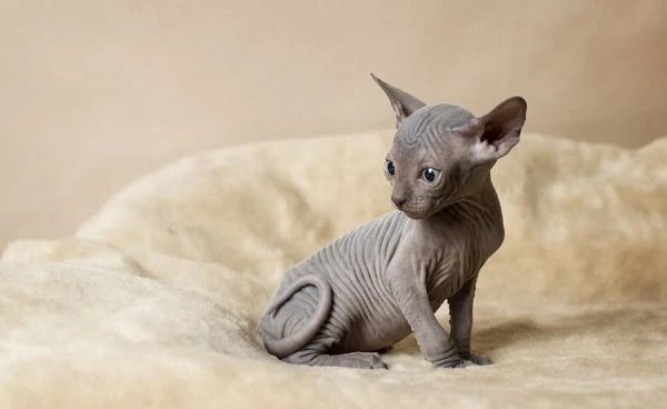 gattini sphynx registrati