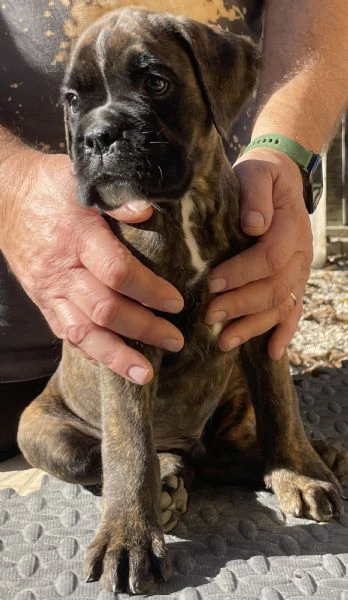 cuccioli boxer | Foto 3