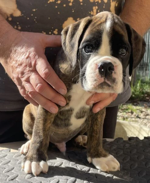 cuccioli boxer