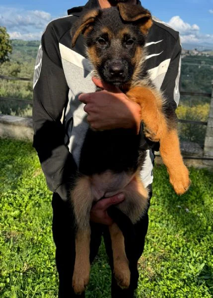 bella cucciola di pastore tedesco a pelo corto